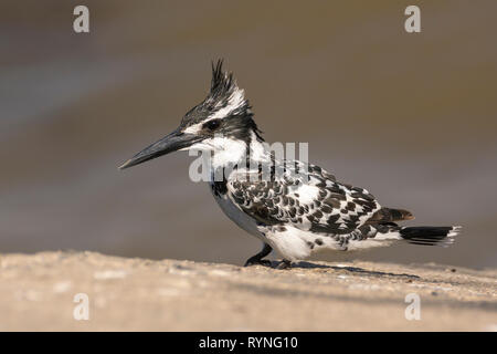 Female pied kingfisher (Ceryle rudis) Stock Photo