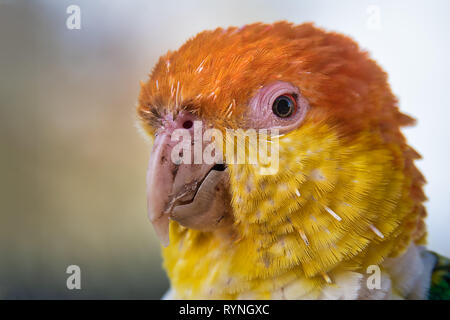 A close up head portrait of a White Bellied Caique, Pionites leucogaster, against a light background and it is facing to the left Stock Photo