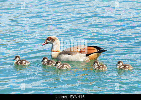 Egyptian goose swimming with Goslings. Egyptian geese were considered sacred by the Ancient Egyptians, and appeared in much of their artwork. Stock Photo