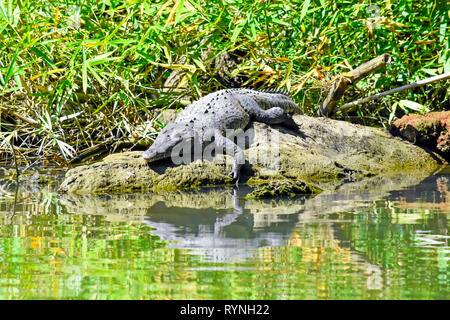 American Crocodile resting on the bank, in Tortuguero Canals near Puerto Limon,  Costa Rica Stock Photo