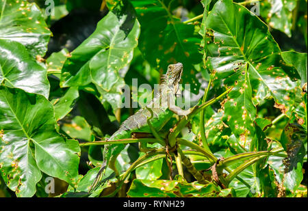 Green Iguana  in Tree  on  Tortuguero Canal  near Puerto Limon Costa Rica Stock Photo