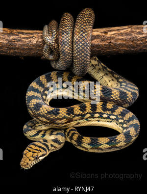 Simalia amethistina / Scrub python Stock Photo