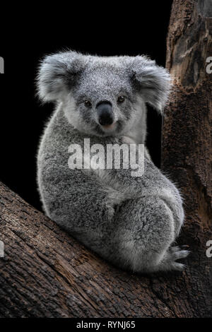 Koala / Phascolarctos cinereus Stock Photo