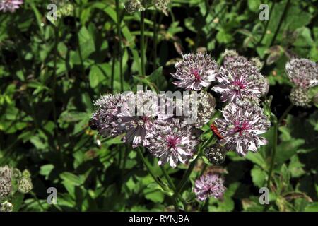 Wood Sanicle (Sanicula europaea) flowering on a forest clearing in the  Beckumer Berge, Germany Stock Photo