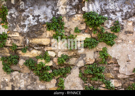 GIRUVI 「Grow on the Wall」Gracilius GSky Plant Systems - Greenroofs.com