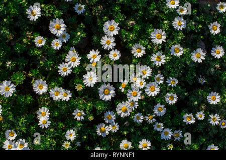 Daisies flowers in Spring time. Istanbul Stock Photo