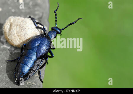 Black oil beetle, Meloe proscarabaeus, looks around the corner with copy space Stock Photo