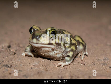 Little green rain frog. Invertebrado. Stock Photo