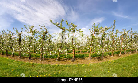 Apple tree plantation, rows of grafting trees during the fruit blooming period on a sunny day with blue sky in spring, Rhineland, NRW, Germany Stock Photo
