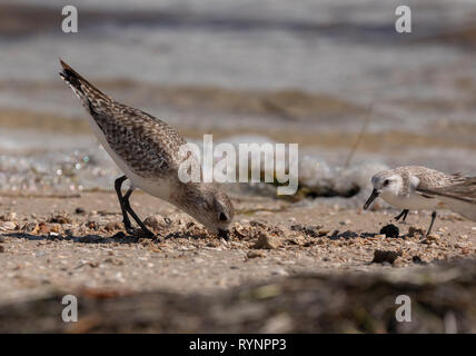 Black-bellied Plover, Pluvialis squatarola, in winter plumage feeding along the tideline, with Sanderling. Florida Stock Photo