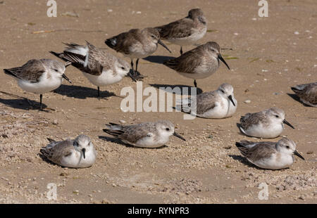Mixed wader flock - Dunlins and Sanderling - roosting on the shore, in non-breeding plumage. Florida. Stock Photo