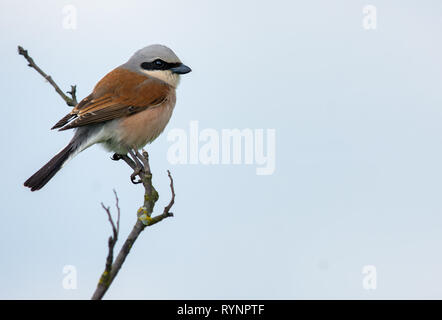 Red-backed shrike on small branch in high key format Stock Photo