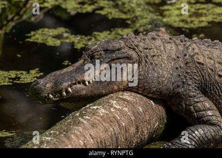 American alligator, Alligator mississippiensis sunning itself on a log in the river. Florida. Stock Photo