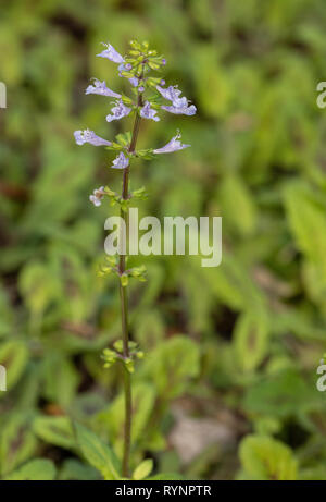 Salvia lyrata, lyre-leaf sage, lyreleaf sage, wild sage, cancerweed, Stock Photo