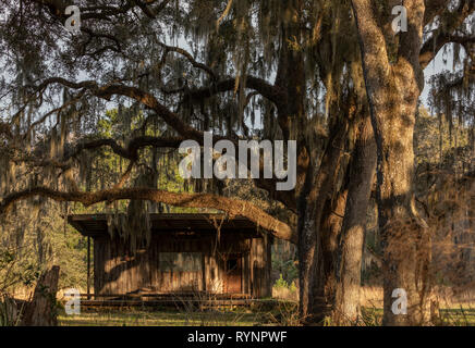 Spanish Moss In Myakka River State Park Florida Tillandsia