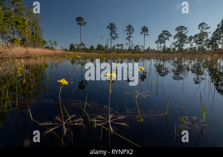 Swollen bladderwort, or large floating bladderwort, Utricularia inflata in a forest pond in Cedar Key Scrub State Reserve, Florida. Stock Photo