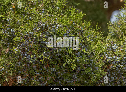 Red Cedar, Juniperus virginiana var. silicicola, with male cones. Florida. Stock Photo