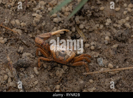 Male Gulf Coast Fiddler Crab, Uca panacea, feeding and displaying by its burrow on mudflats, Gulf of Mexico, Florida. Stock Photo