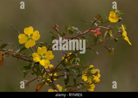 Peruvian primrose-willow, Ludwigia peruviana, in flower on margin of lake, Florida. Introduced from South America. Stock Photo