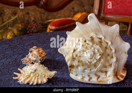 Big cockleshell on blue textile background. Close up snail conch Stock Photo