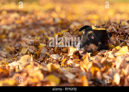 Jack Russell Terrier doggy. Cute dog buried in autumn leaves Stock Photo