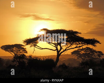 golden sunset over iconic acacia trees and glowing grassland of East African savannah at dusk in Amboseli NP, Kenya,Africa Stock Photo