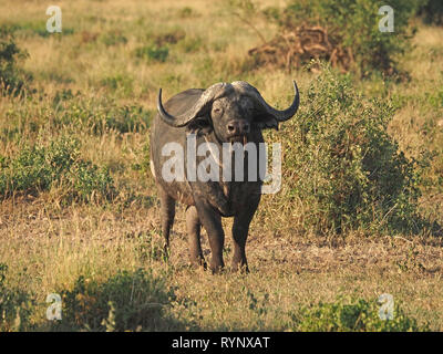 solitary Cape Buffalo or African Buffalo (Syncerus caffer) with massive horns chewing grass in typical bush habitat in Amboseli NP  Kenya, Africa Stock Photo