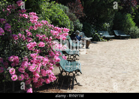 Homeless person reading a newspaper on a bench in Paris, in this beautiful view surrounded by pink flowers close to Tuileries. Stock Photo