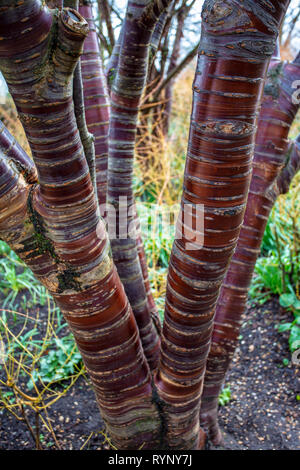 The Rings on The Birch Tree Stock Photo