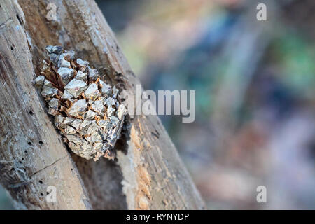 Dining room for woodpecker closeup. Pine cone that woodpecker put in hollow he gouged in search of insects. Example of  pine tree damage by bark beetl Stock Photo