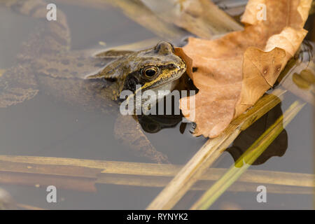 Frog common (Rana temporaria) greenish brown with dark blotches and  pale bluish white throat. Dark mask across and behind eye with yellow band below Stock Photo