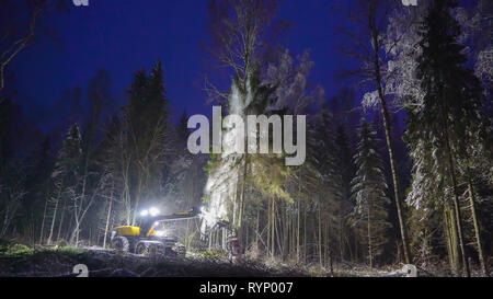 Sprue trees being cut down with the log harvester truck at night in the forest Stock Photo