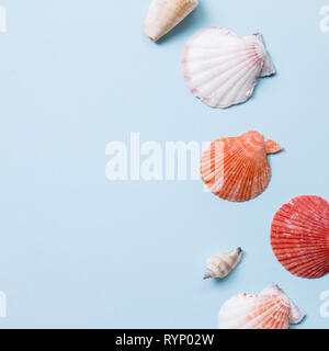 Colorful marine decor seashell on blue background Stock Photo