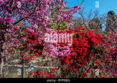 Valencia Spain flowers Judas tree and Bougainvillea in color contrast Stock Photo