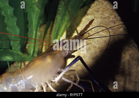Giant river or freshwater prawn (Macrobrachium rosenbergii) Stock Photo