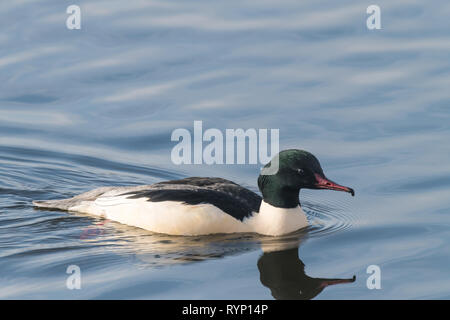 Goosander, Mergus merganser, male, swimming at sea Stock Photo