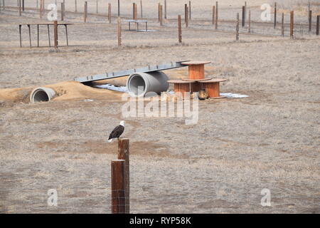 A bald eagle lands on a post to eat his breakfast while lions sit in the background at the Wild Animal Sanctuary in Colorado Stock Photo