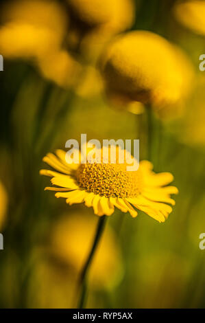 Anthemis tinctoria, dyer's chamomile, fully open flower head towards background with blurred yellow and green Stock Photo