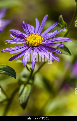 Aster frikartii 'Mönch', flower head with blurred background Stock Photo