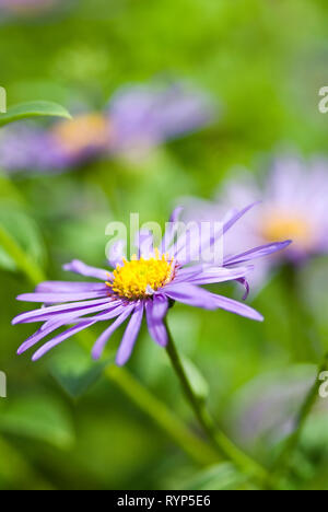 Aster frikartii 'Mönch', flower head with blurred background Stock Photo