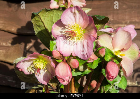 Close up of Helleborus Cheryls Shine showing a group of pink and white flowers in winter A perennial border plant that is frost hardy Stock Photo