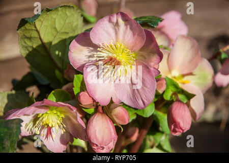 Close up of Helleborus Cheryls Shine showing a group of pink and white flowers in winter A perennial border plant that is frost hardy Stock Photo