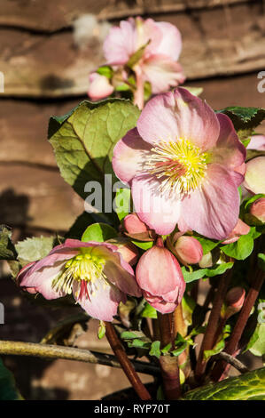 Helleborus Cheryls Shine showing a group of pink and white flowers in winter  A perennial border or woodland plant that is frost hardy Stock Photo