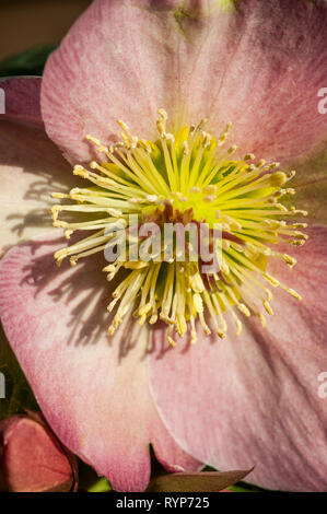 Close up of Helleborus Cheryls Shine showing stigma and stamen   A perennial border or woodland plant that is frost hardy Stock Photo