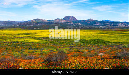 Wildflowers during a spring super bloom in the desert near Peridot, Arizona Stock Photo