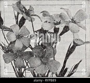 Dreer's novelties and specialties 1939 Dreer's novelties and specialties 1939 : 101 years of Dreer quality seeds plants bulbs . dreersnoveltiess1939henr Year: 1939  Viola cornuta Viola cornuta |hp| a ® 4409 Arkwright Ruby. Large fragrant rosy crimson blooms shaded terra cotta. Pkt. 20c; special pkt. 7Sc. 4413 Chantreyland. A striking variety with lovely rich apricot blooms. Of true cornuta type bearing great quantities of exceptionally showy blooms. Pkt. 20c; special pkt. 75c.    Viscaria Blue Pearl Viscaria ® The two Viscarias offered below have our fullest endorsement as they bring to the ga Stock Photo