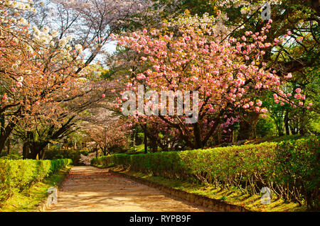 Cherry blossoms in Kumamoto Castle, Kumamoto Prefecture, Japan Stock Photo