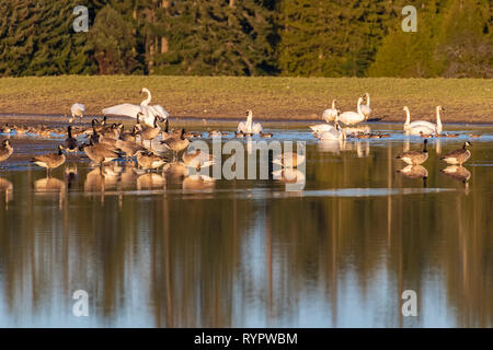 Trumpeter Swans and Canada Geese on lake