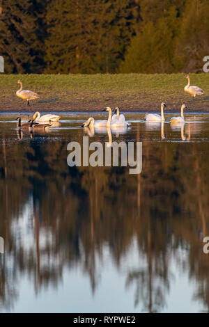Trumpeter Swans and Canada Geese on lake