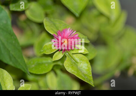 aptenia cordifolia in alicante spain Stock Photo